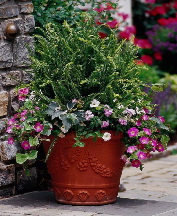 Container Gardens