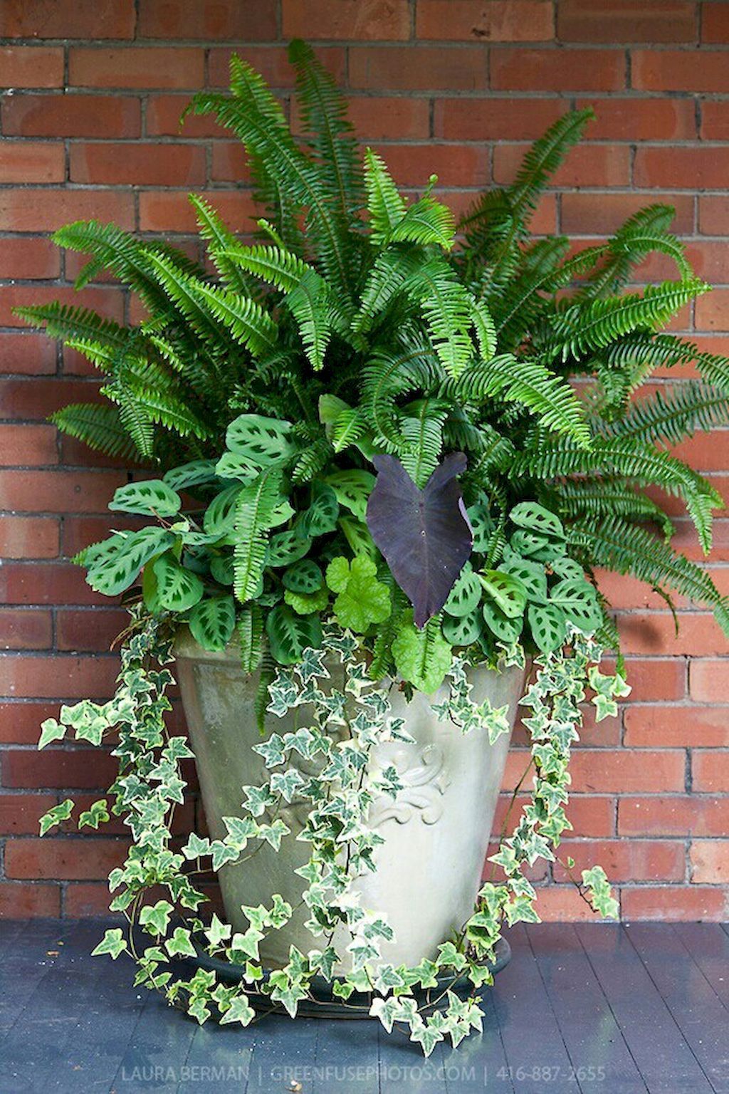 Streptocarous Plumosa Fern