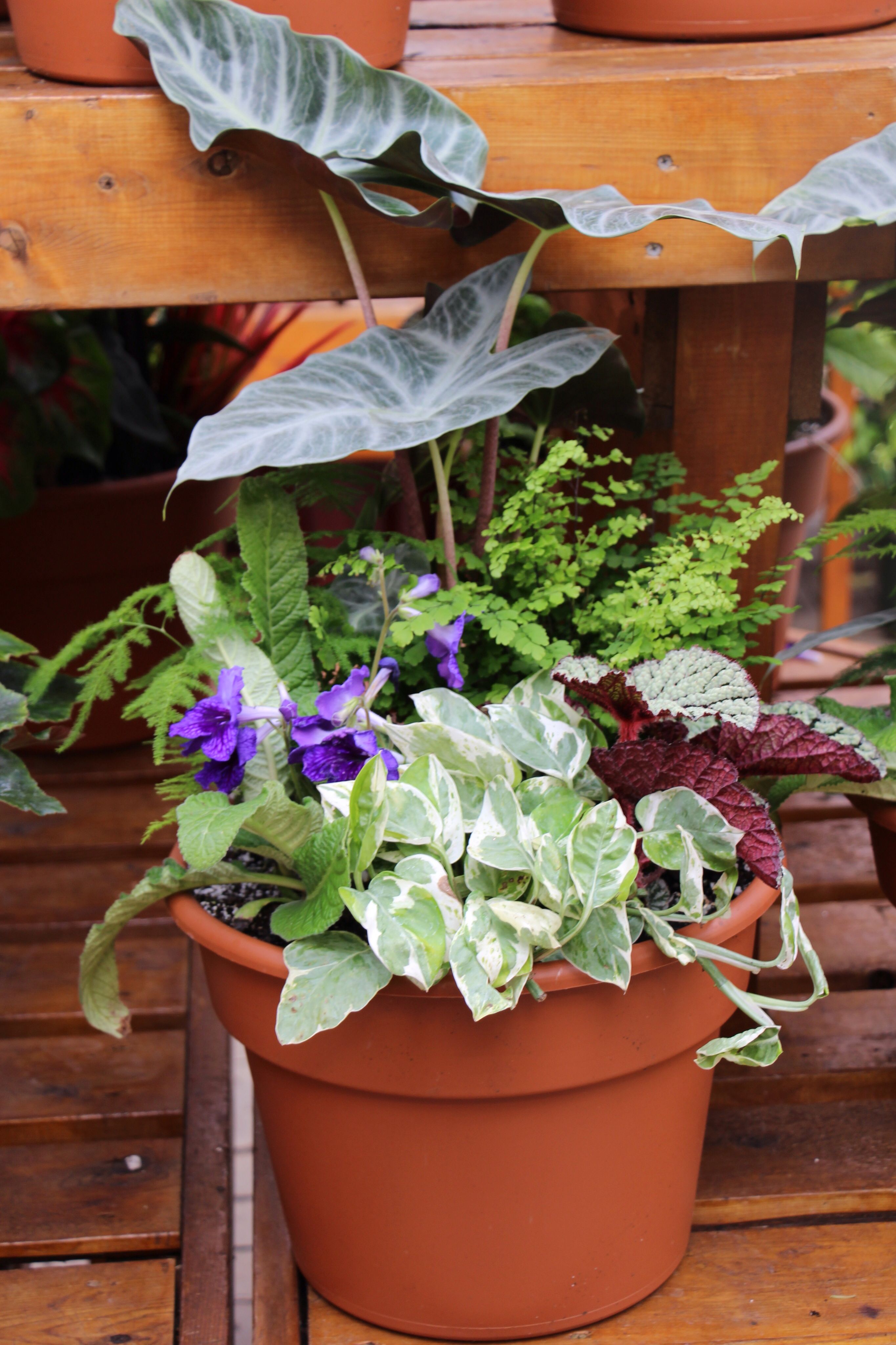 The Graceful Gardeners Containers