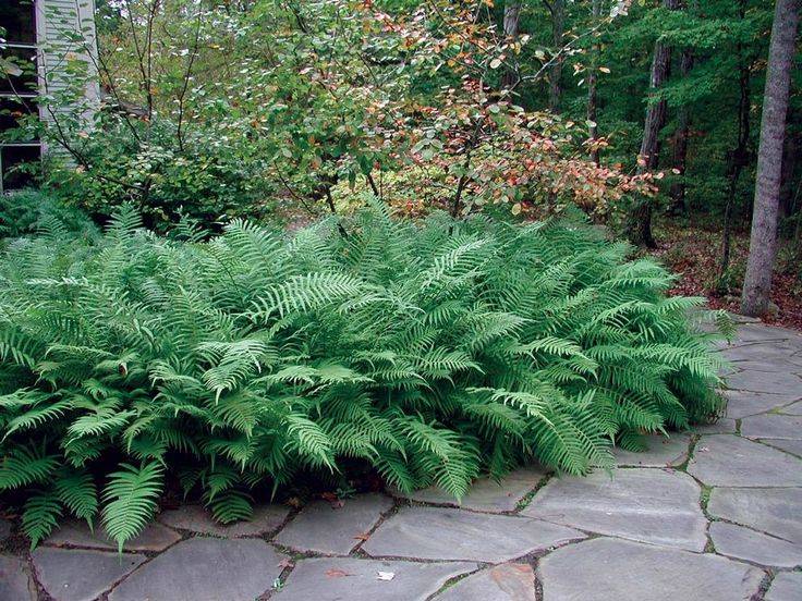 Ostrich Fern Online