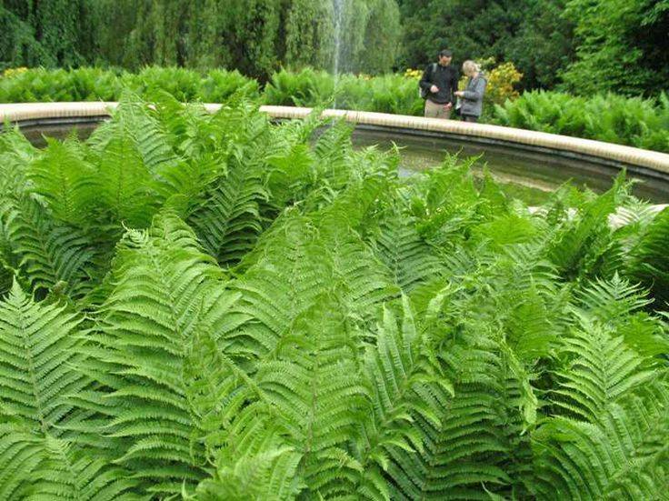 Bareroot Ostrich Fern