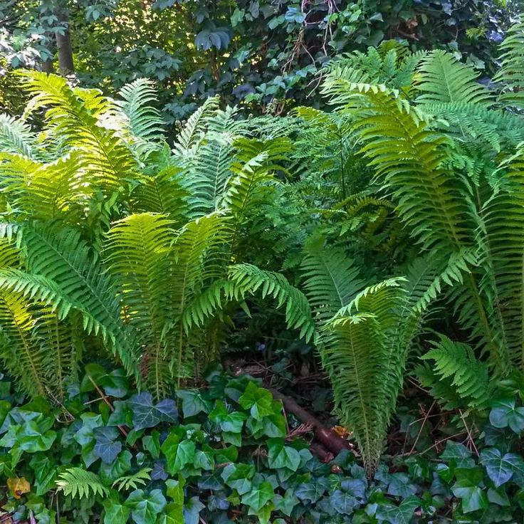 Ostrich Fern Google Search Irish Garden