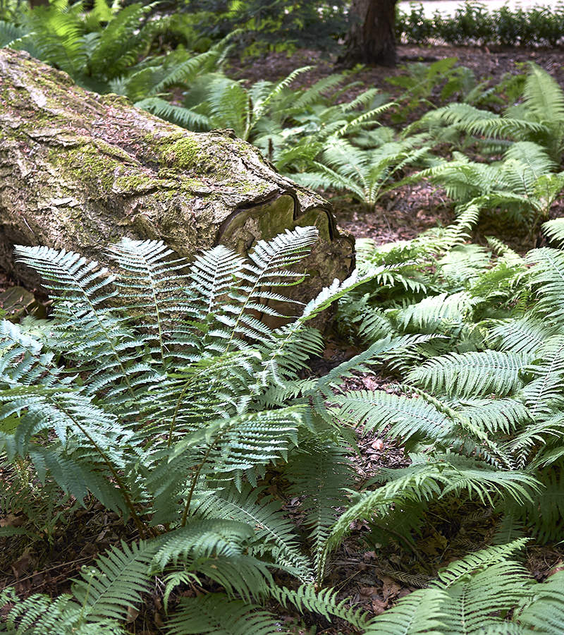 Ostrich Fern Google Search Irish Garden