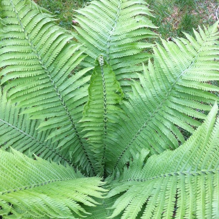 Ostrich Fern