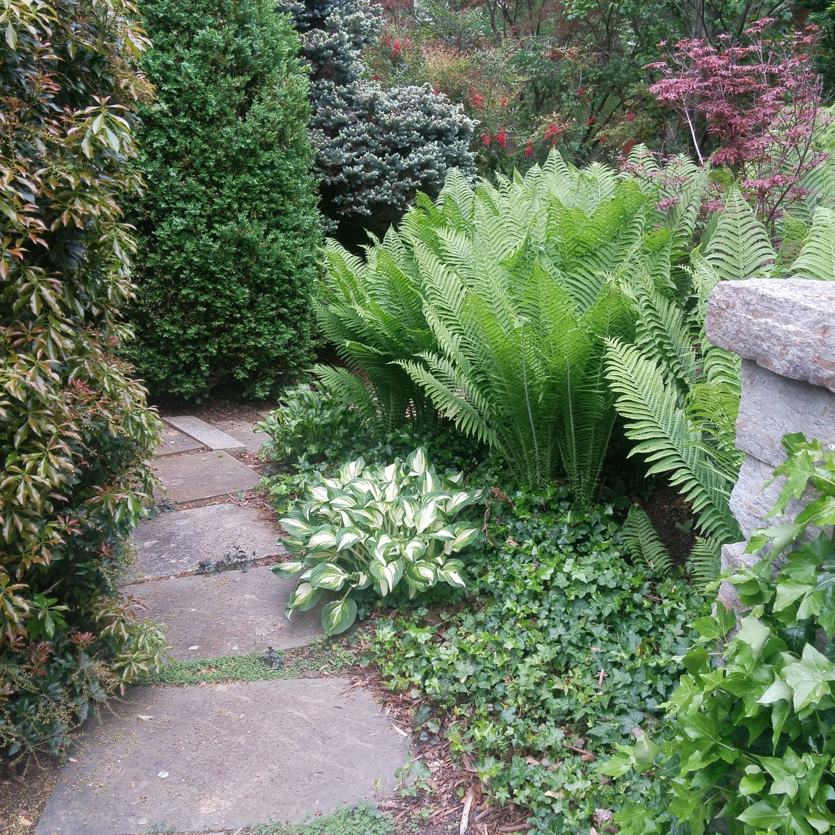 Ostrich Fern Plant Leaves