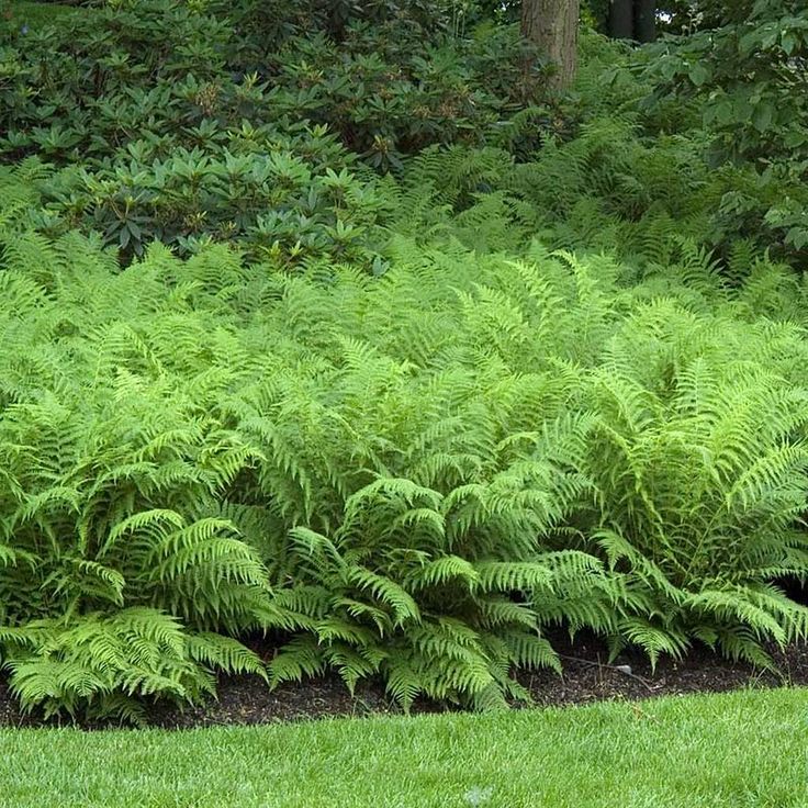 Fernery Shade Tolerant Plants
