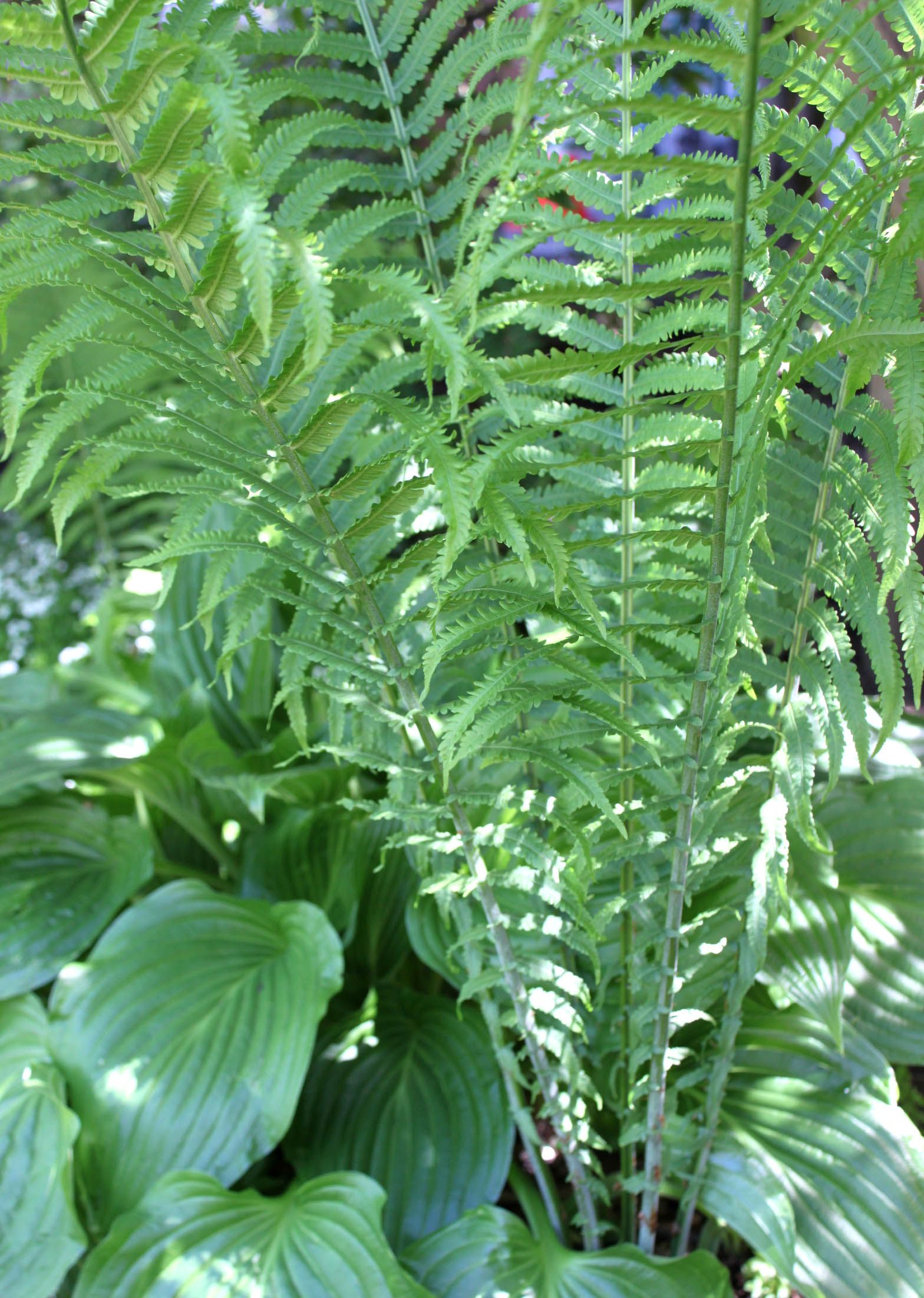 Ten Backyard Landscaping Ideas