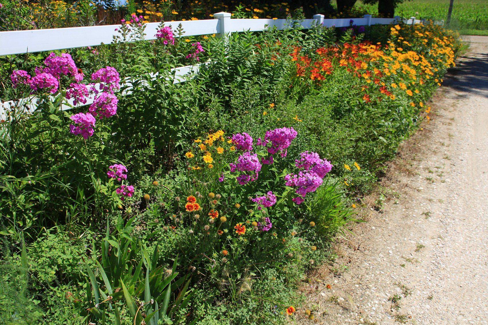 My Fullsun Perennial Gardens