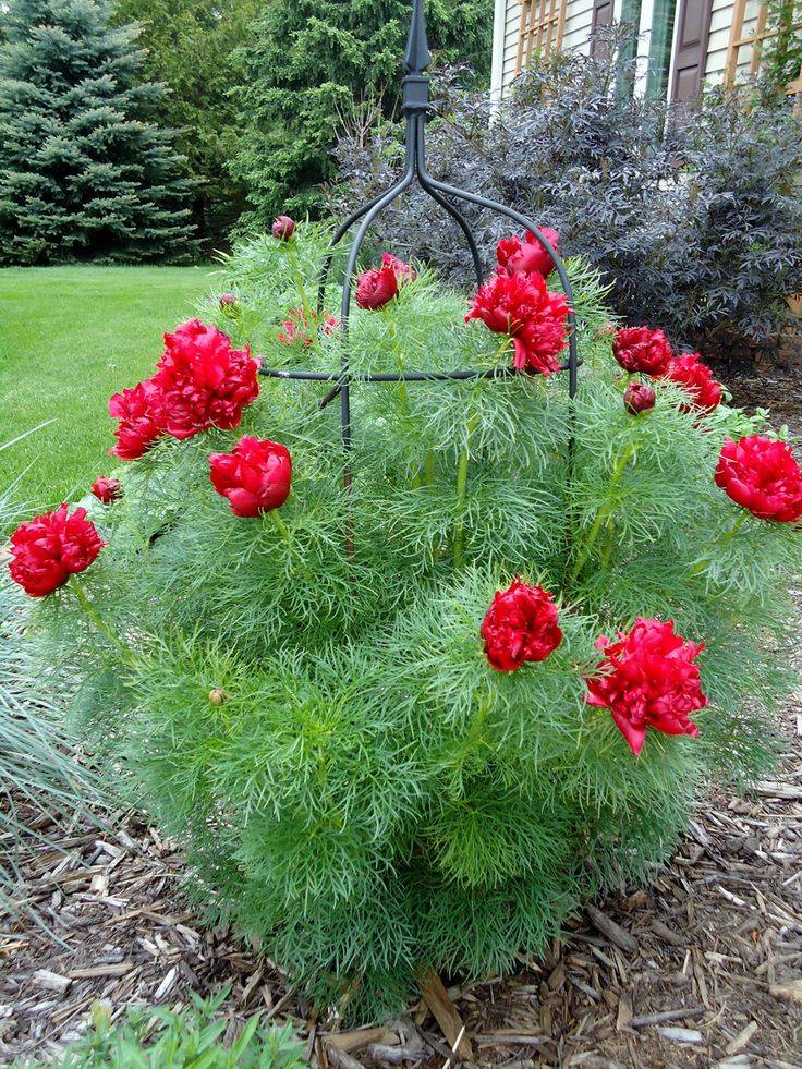 This Easycare Summer Garden Plan Bloom