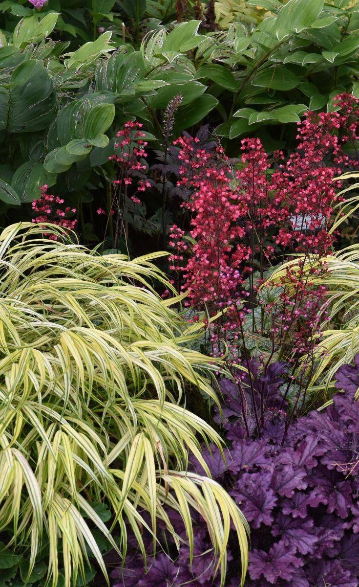 Perennial Plants