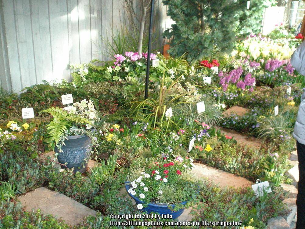 Best Garden Pacific Northwest Flowers Ideas