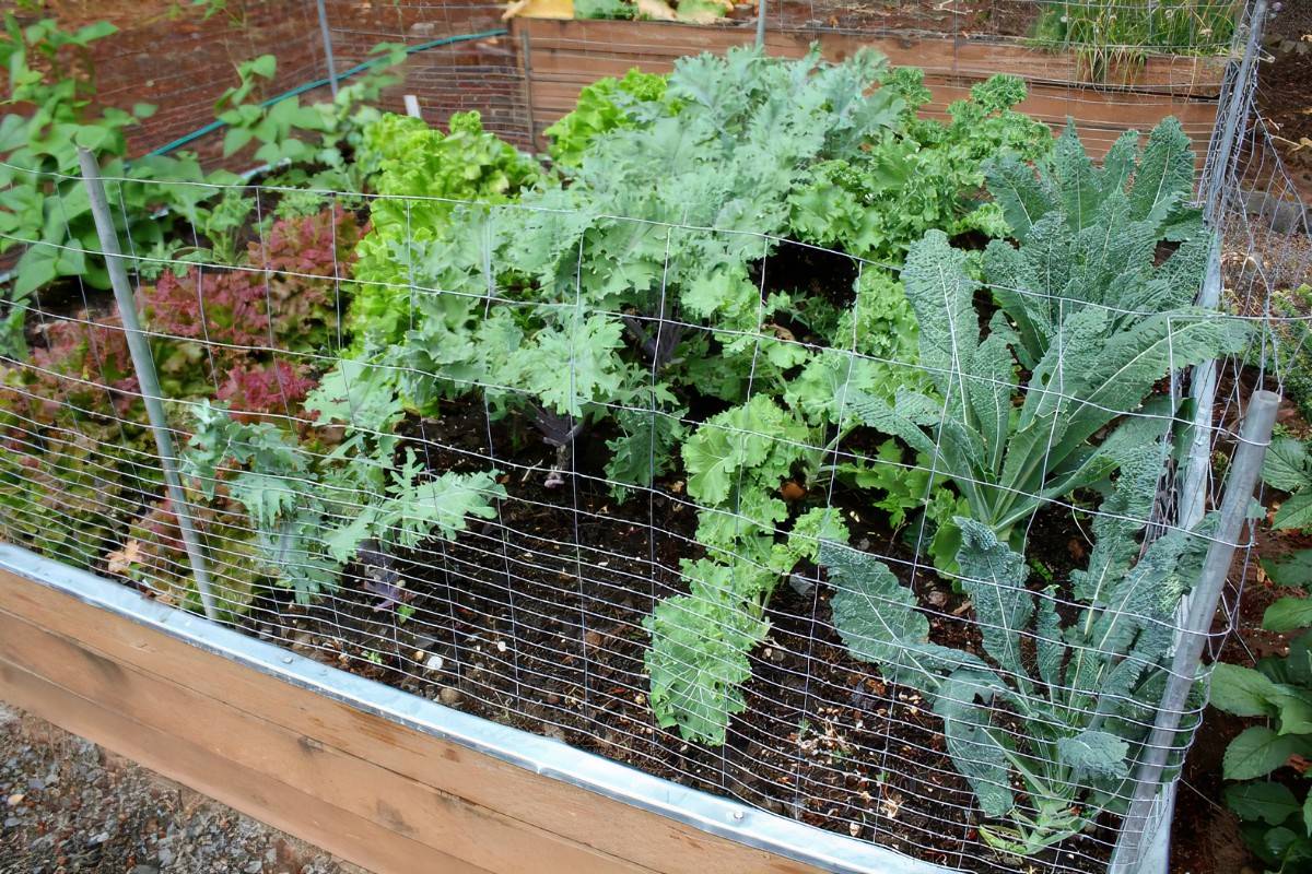 A Trellis Diy Dalla Vita Diy