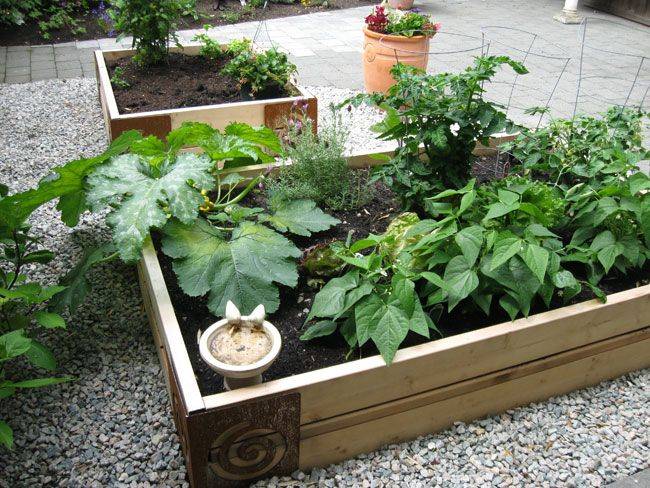 Growing Vegetables