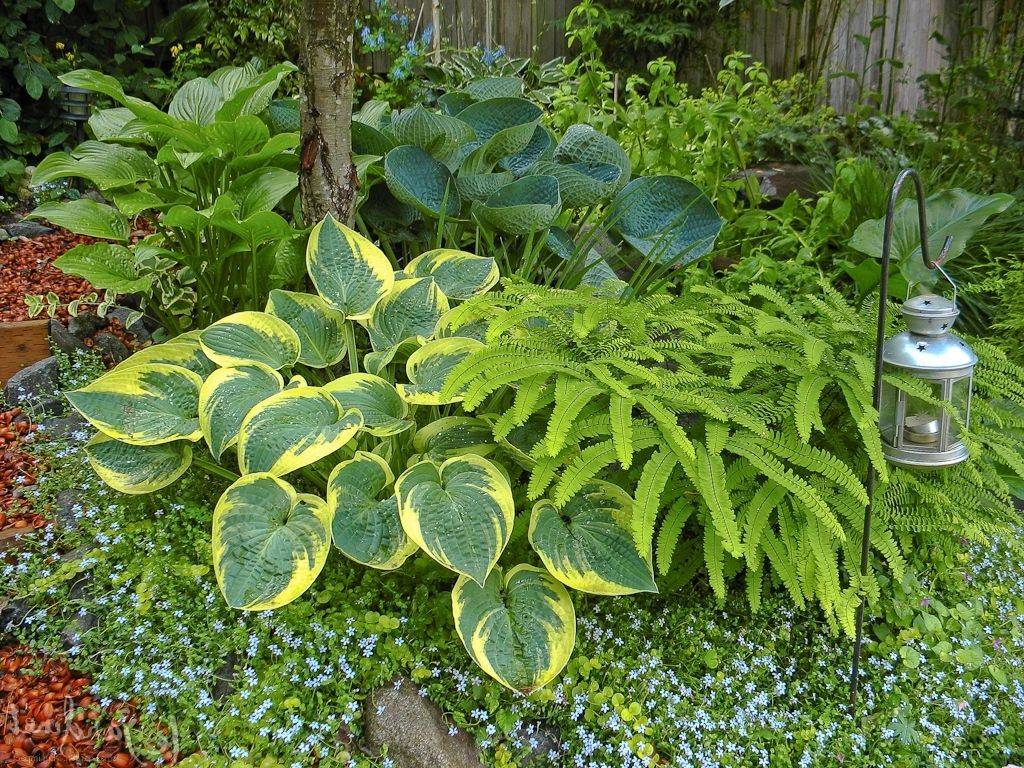 Northwest Shade Garden