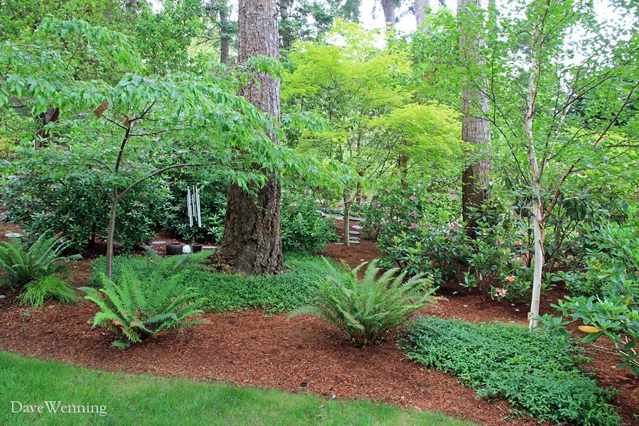 Pacific Northwest Garden Google Search Pacific