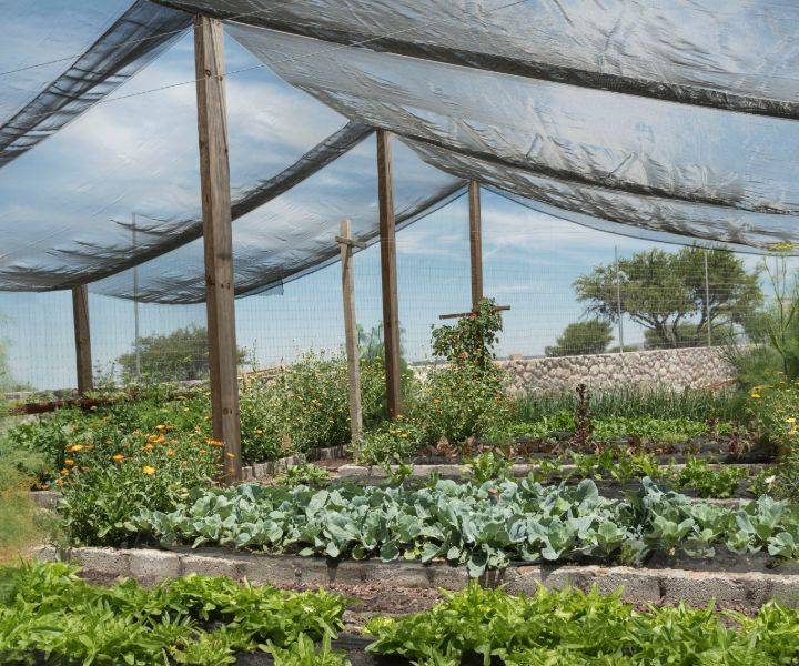 Great Shade Gardening Ideas