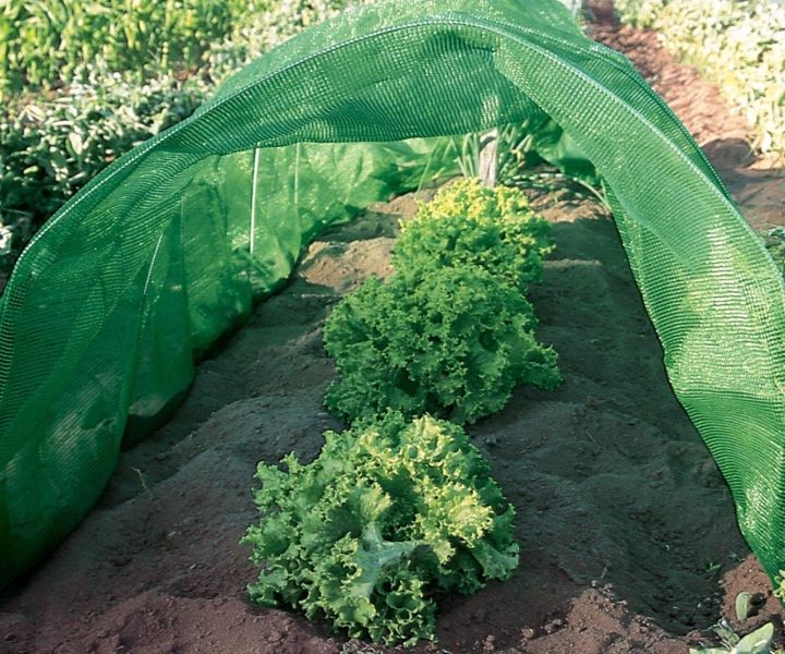 A Spectacular Garden