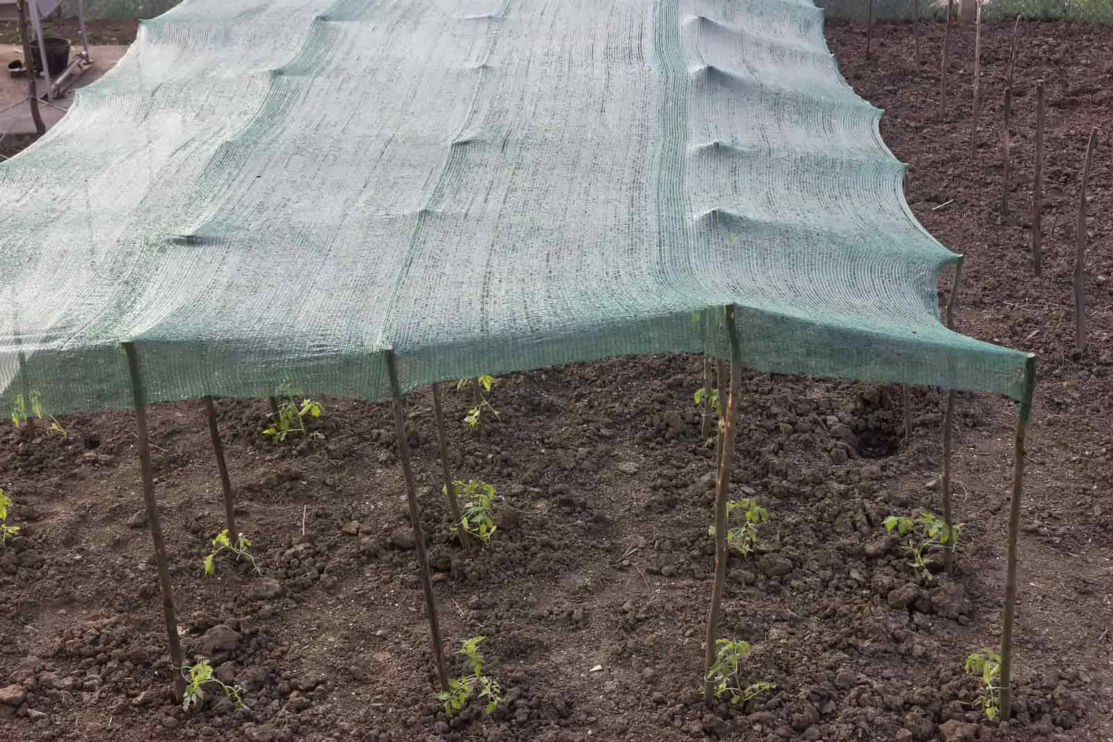 Great Shade Gardening Ideas