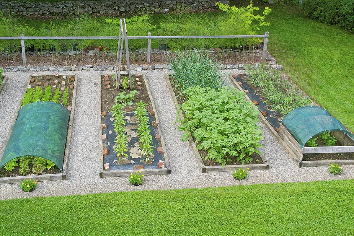 Garden Layout Vegetable