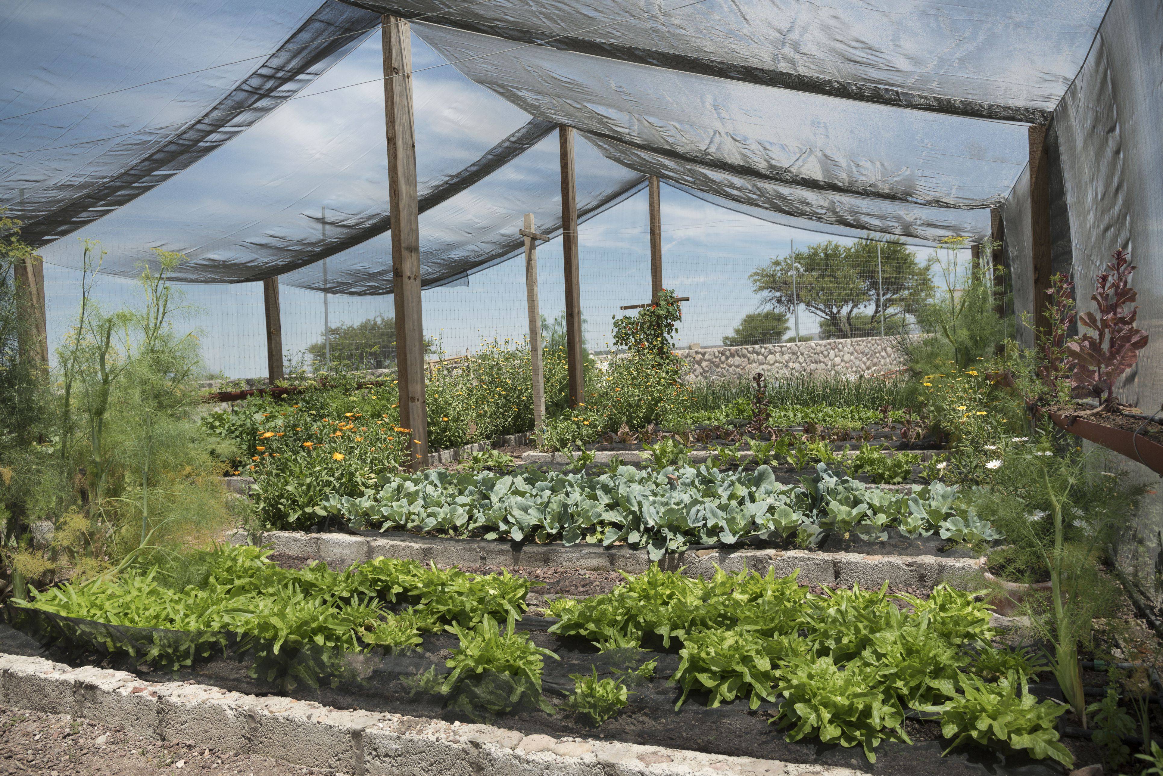 Vegetable Garden Shade Structures