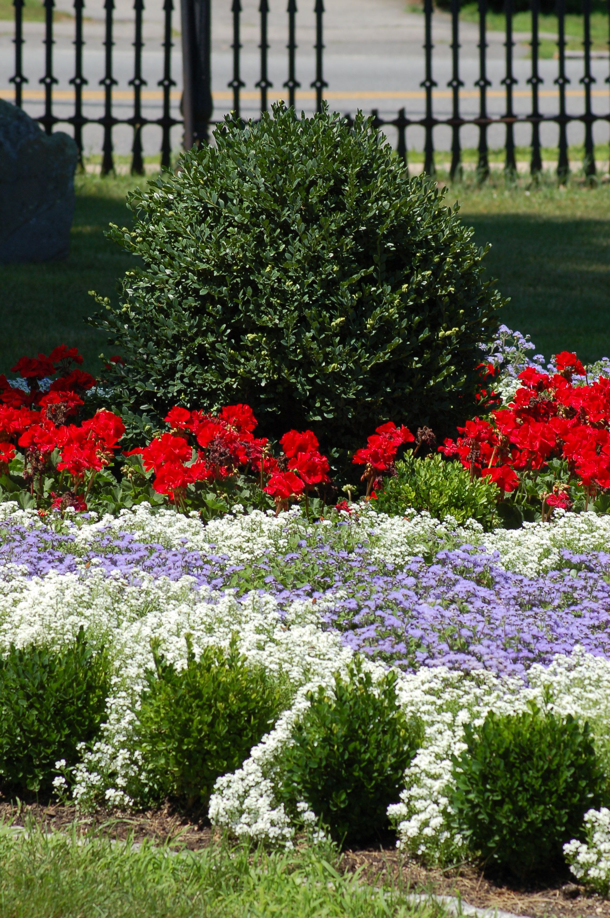 Red White And Blue Flowering Annuals