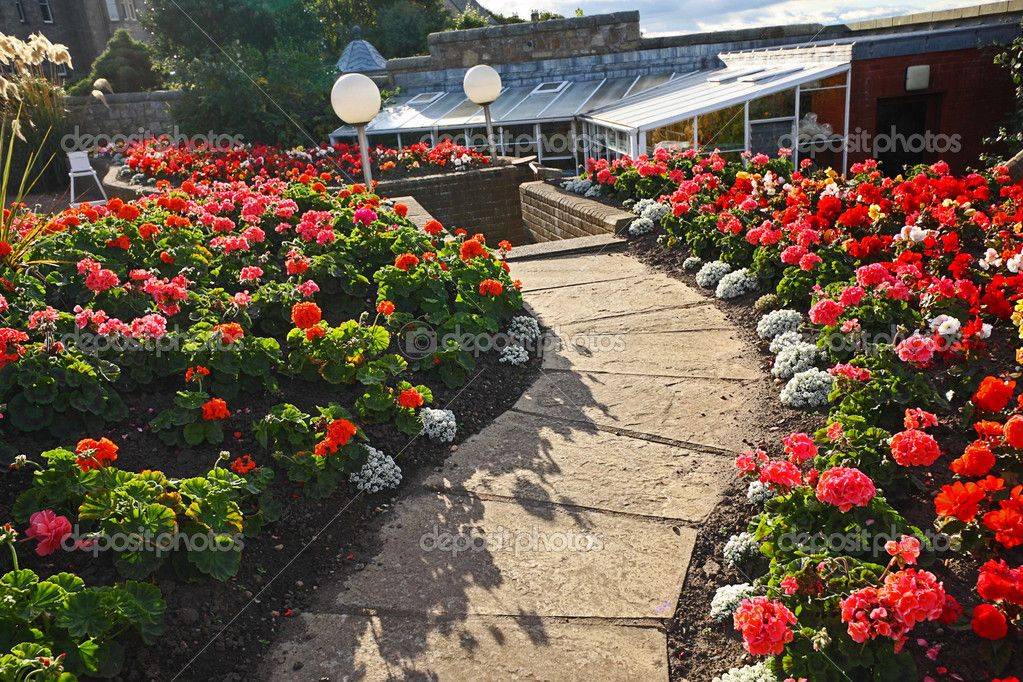 Geranium And Pelargonium Plants