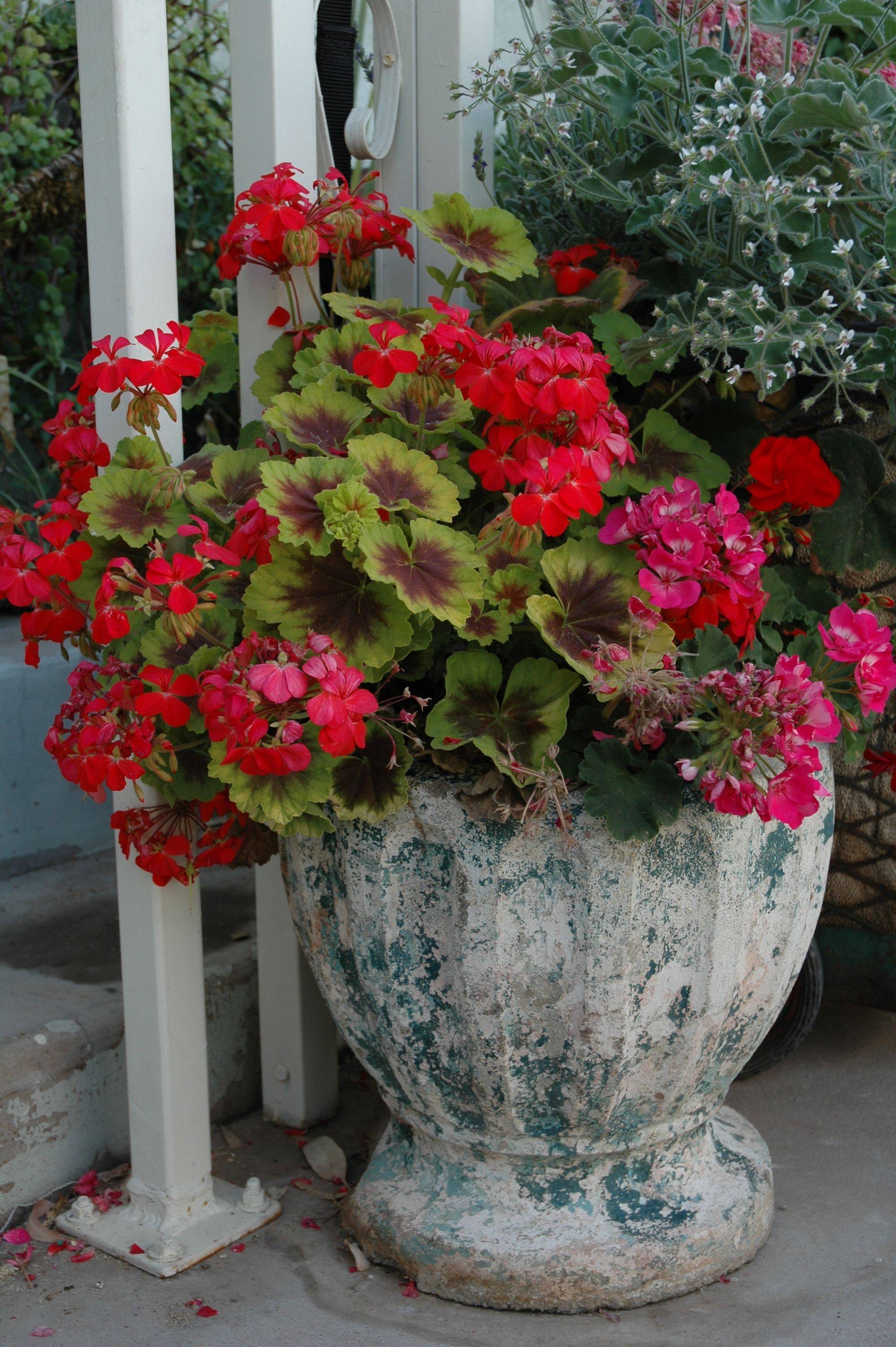 Alyssum Container Gardening