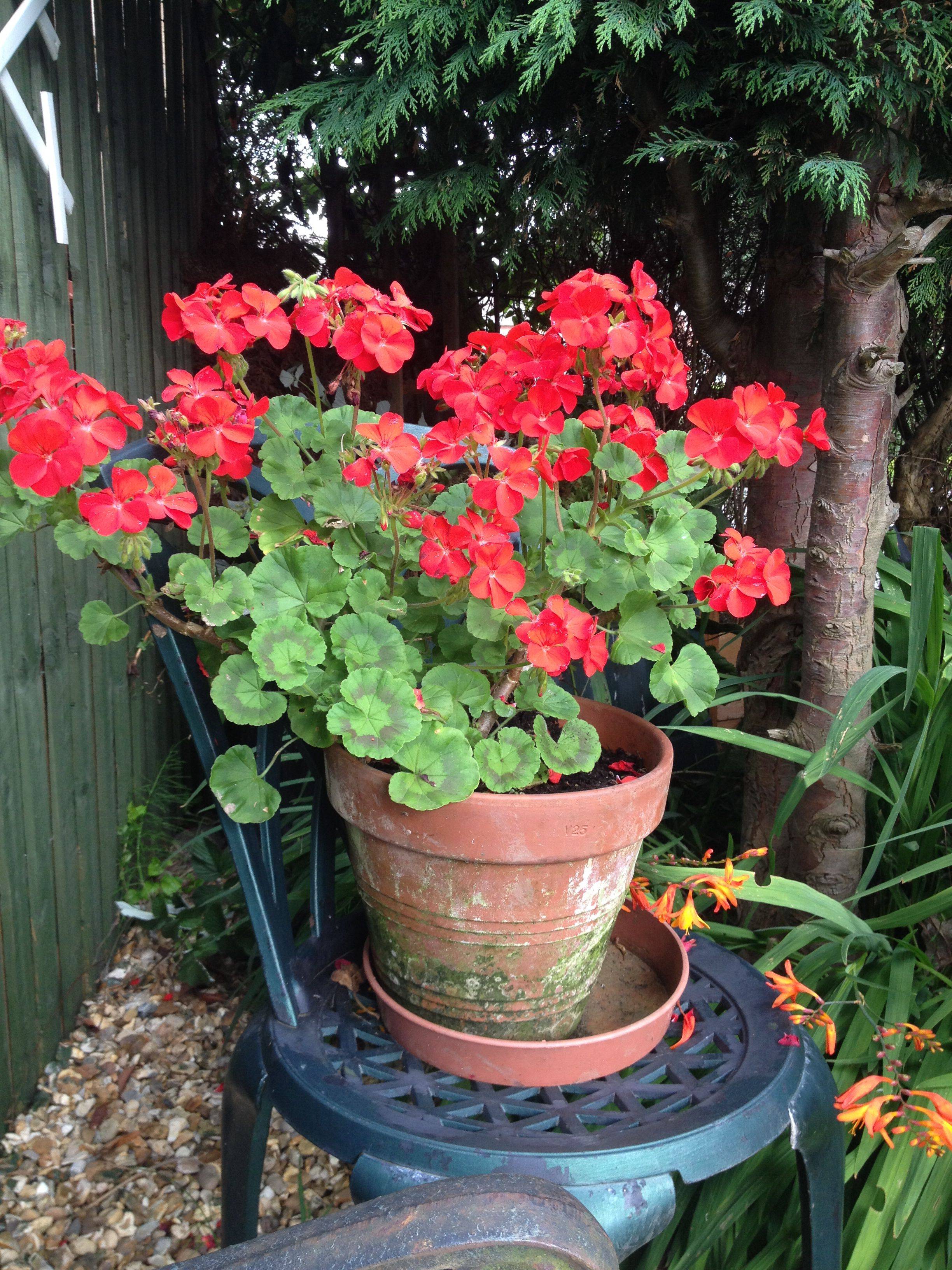 Geraniums Geraniums