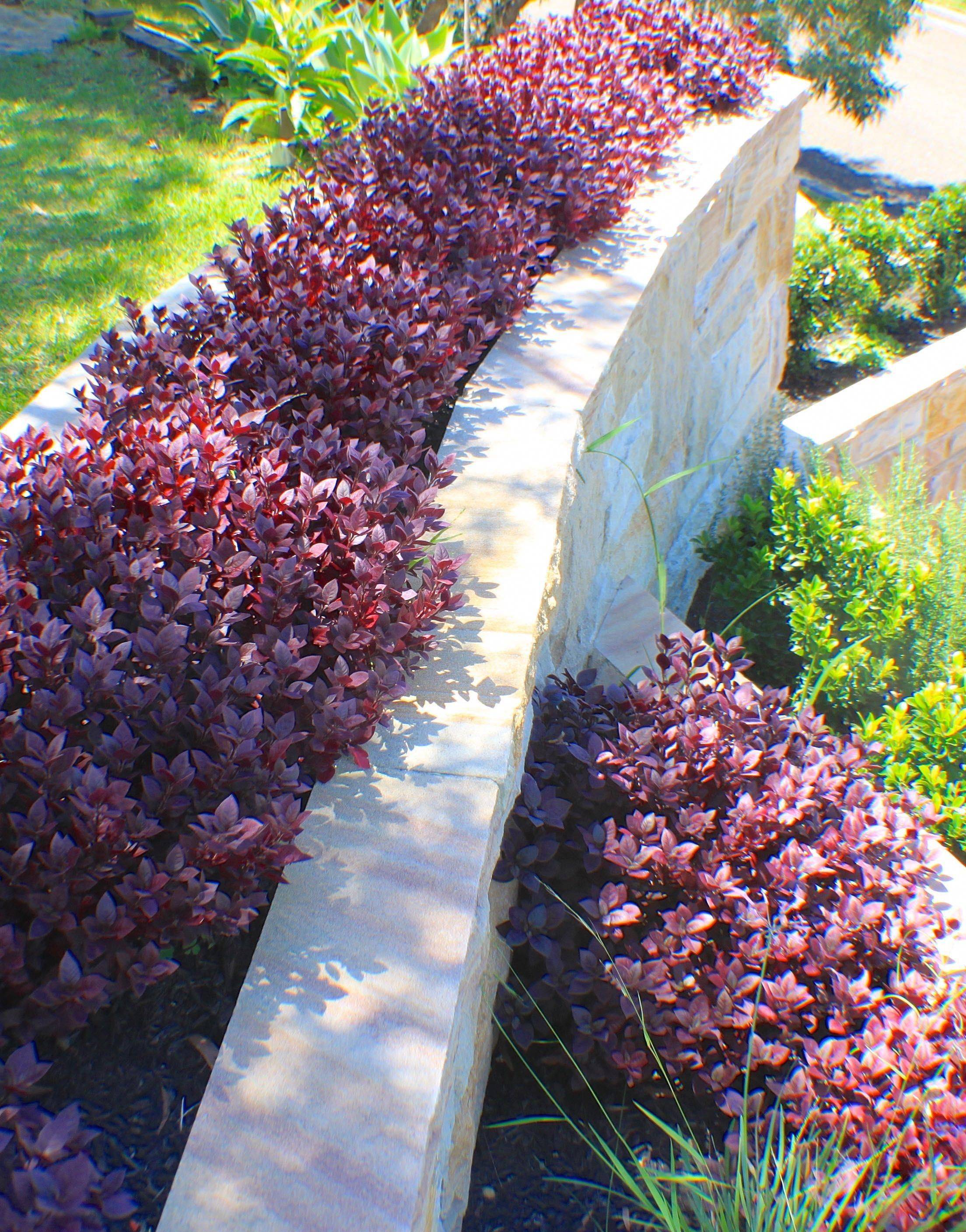 Incredible Garden Hedge Ideas