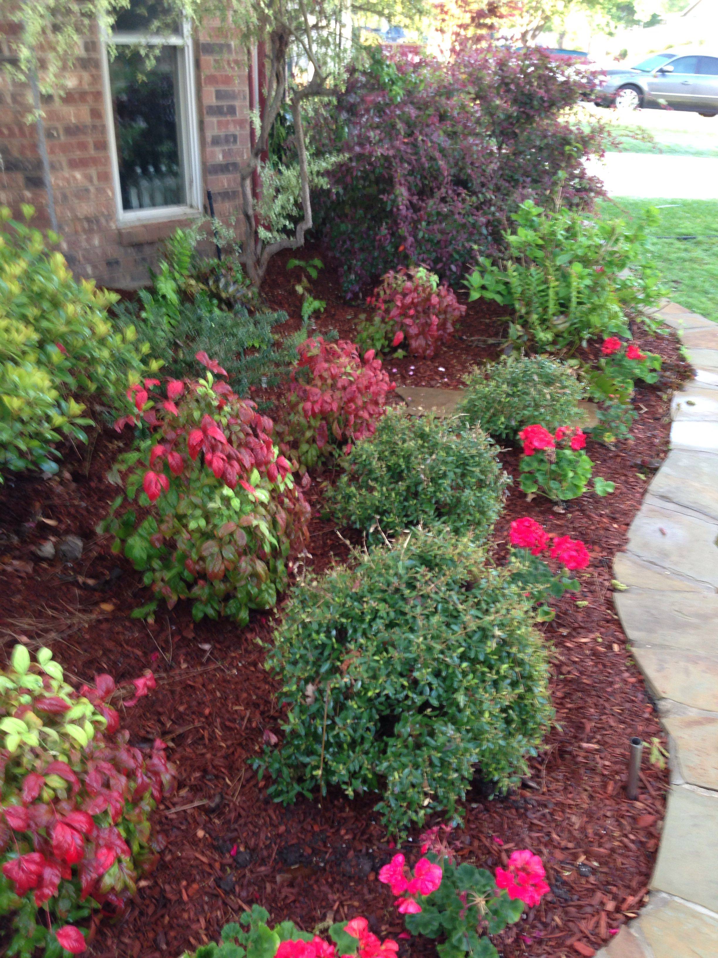 Mixed Established Garden Shrubs Quality