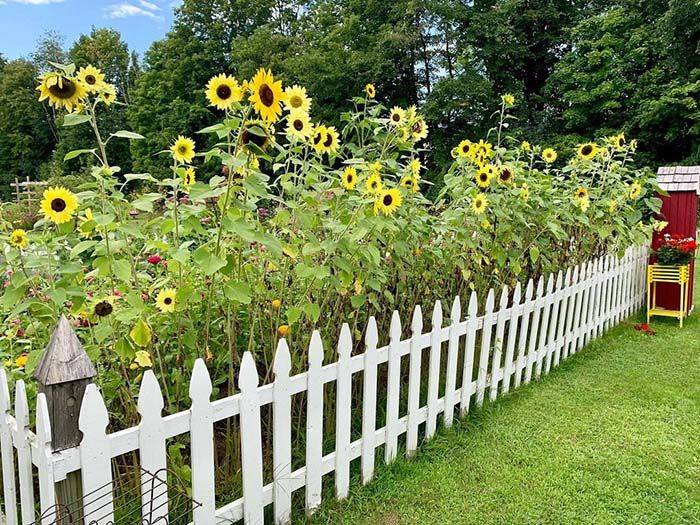 Peppercorn Elvis Flower Garden