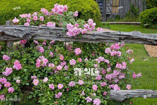 Astonishing Backyard Fencing Wall Ideas Flower Garden