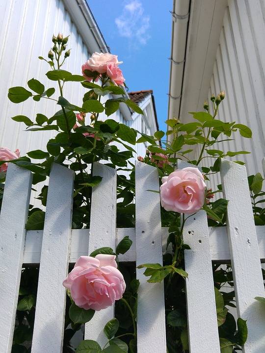 Garden Fence Rustic Climbing Roses