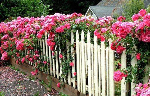 Gardens Rose Garden Design