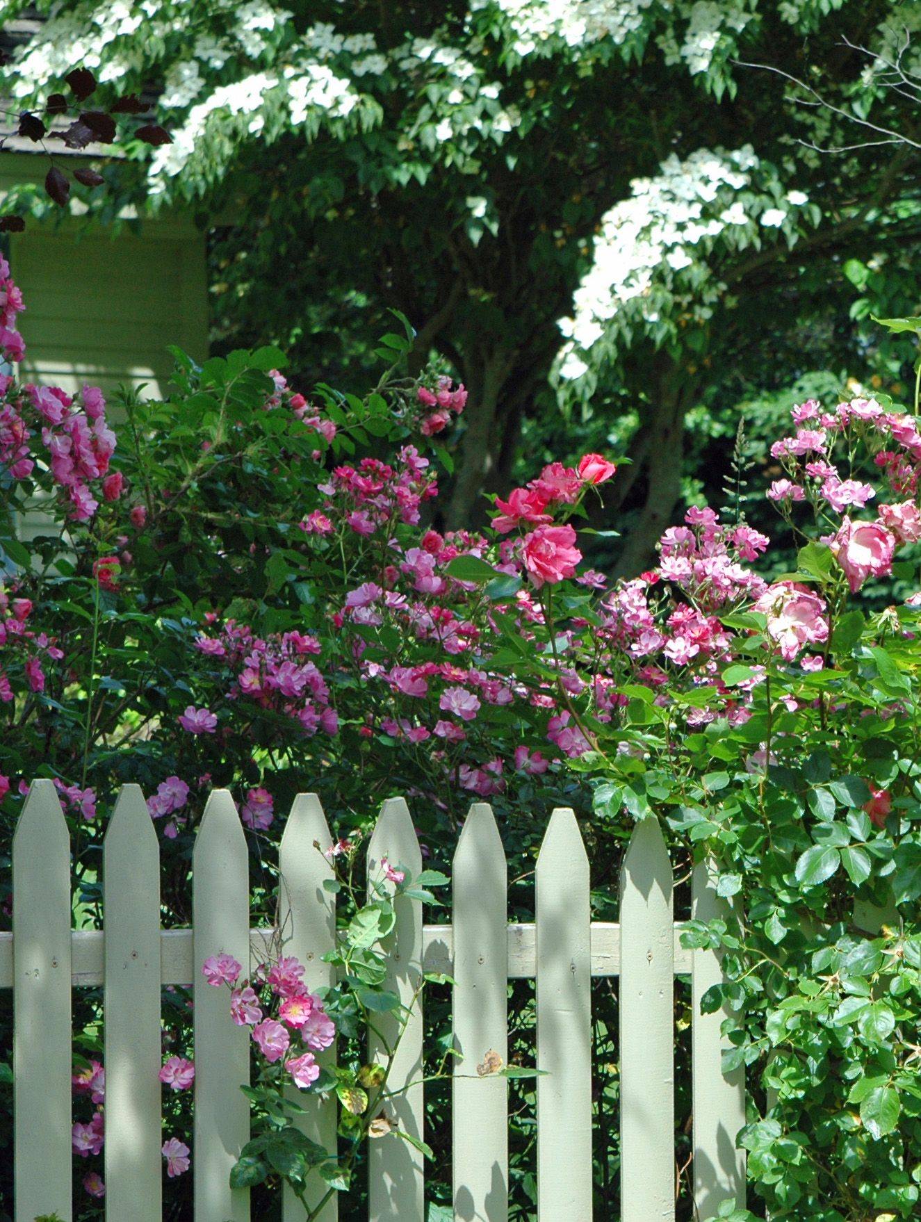Rose Garden Google Search Rose Garden Cottage Garden Garden Fencing