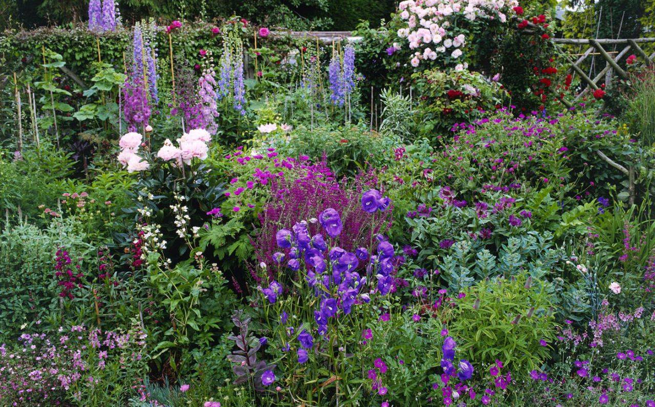 A Herbaceous Perennial Border