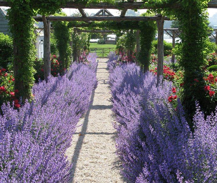 Lavender Garden Design Ideas