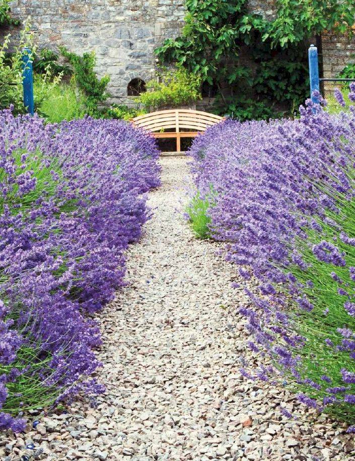 Lavender Garden Lavender Garden
