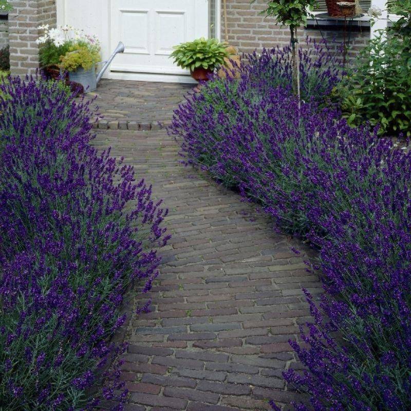 Lavender Garden Path Diy Backyard Landscaping