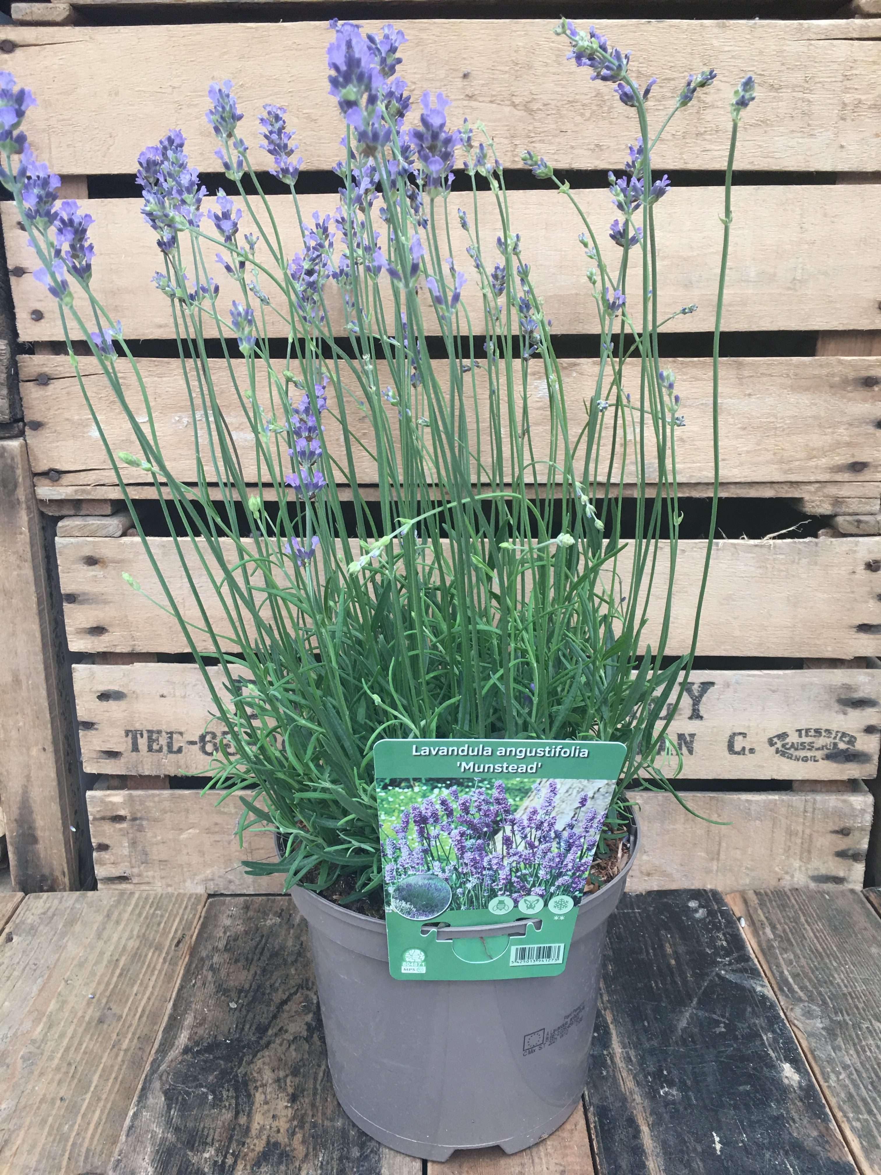 Xeriscape Munstead Lavender