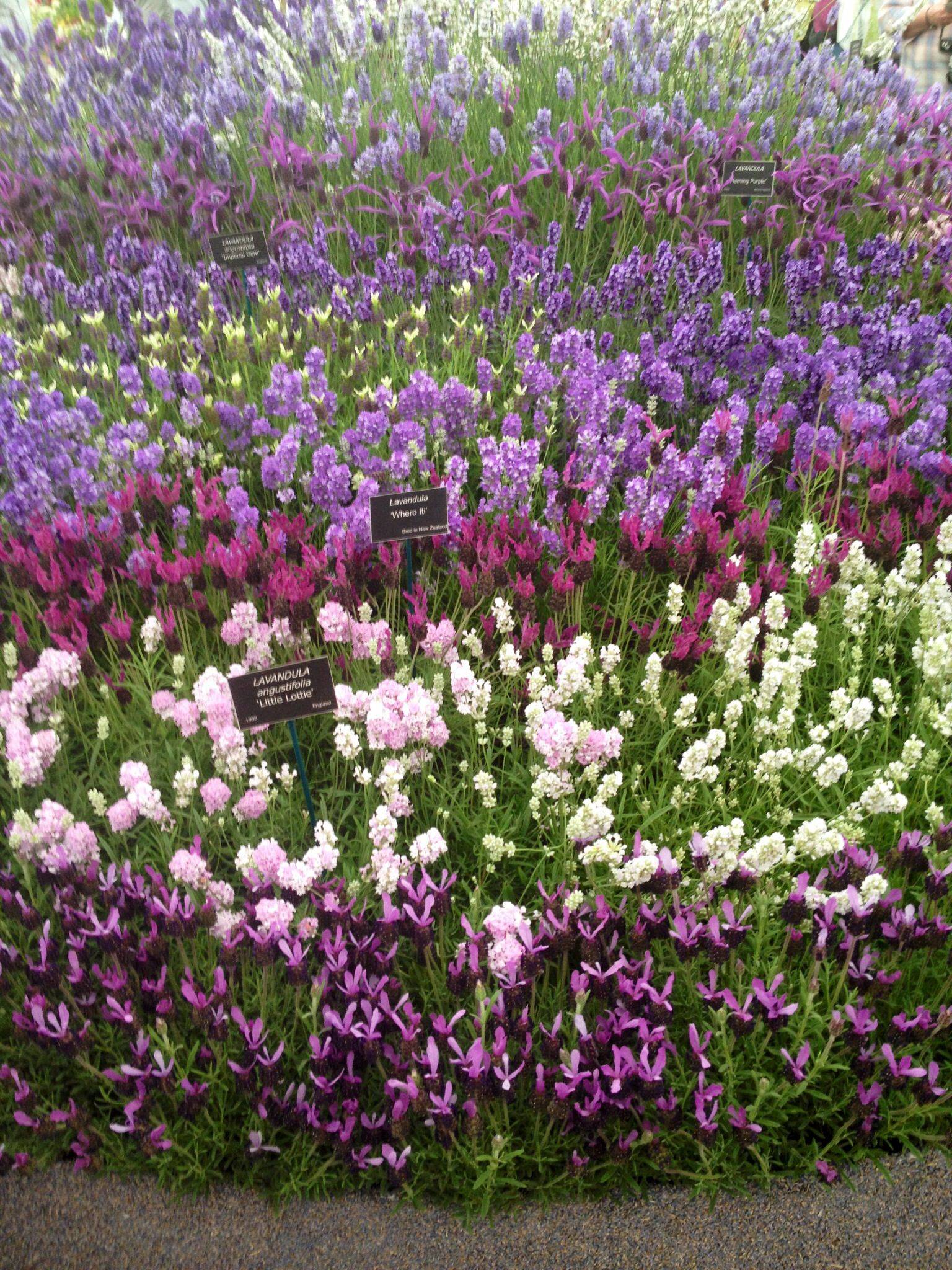 The World Gardenista