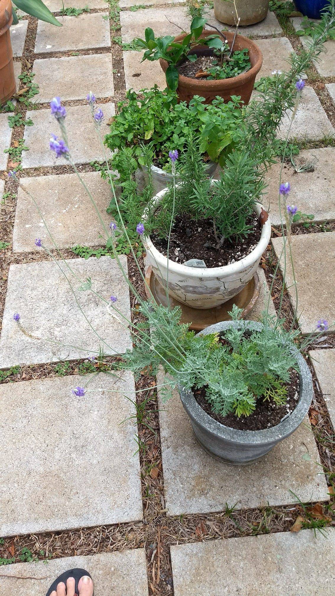 Rosemary Lavender Garden Ideas Lavender Garden Garden Plants