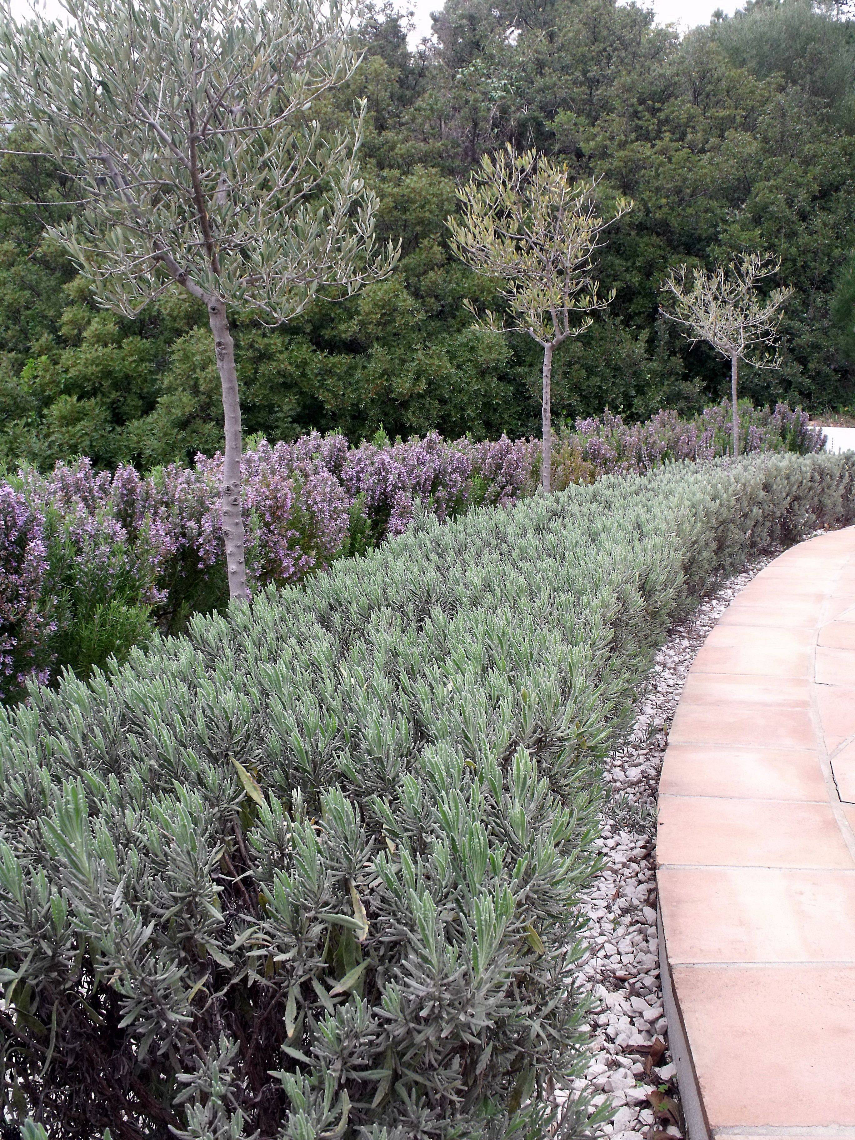 Rosemary Front Garden Hedge