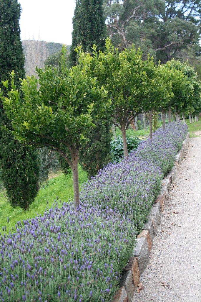 Rosemarinus Officinalis