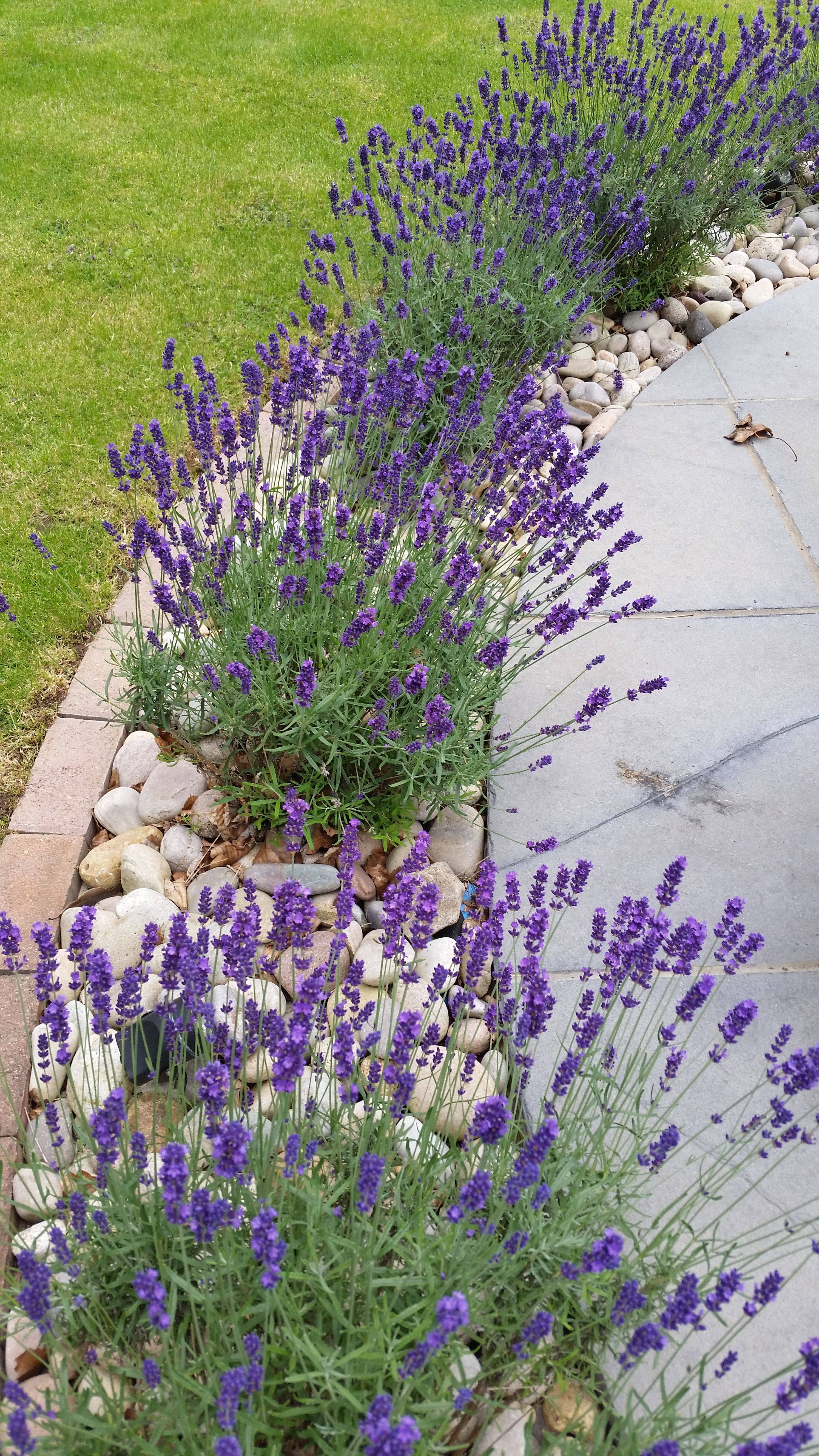 Lavender Path Climbing Roses