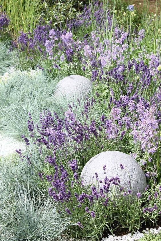 Landscape Lavender Home Design Ideas