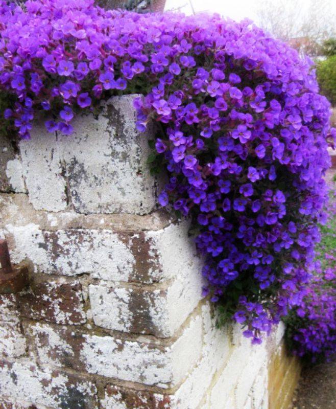 Dragonflies Butterfly Feeder