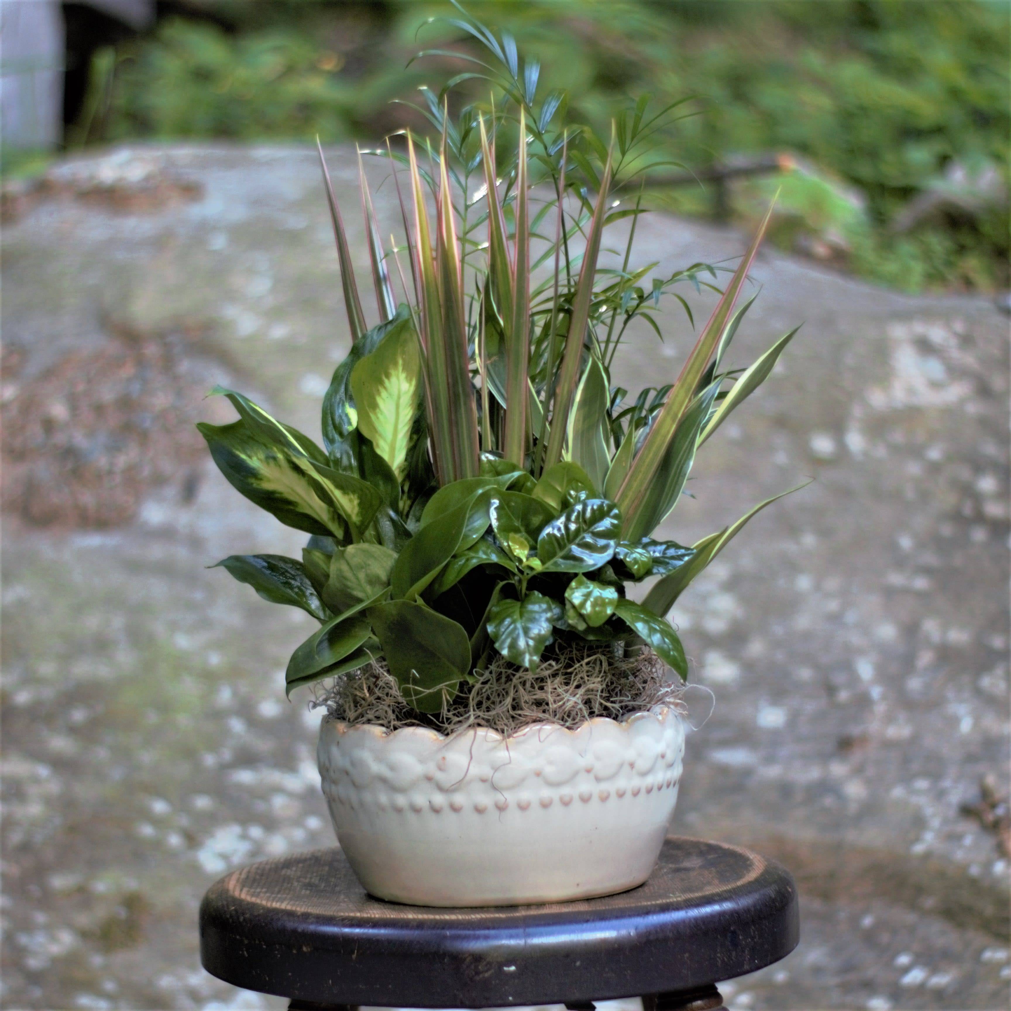 The Brilliant And Beautiful Dish Garden