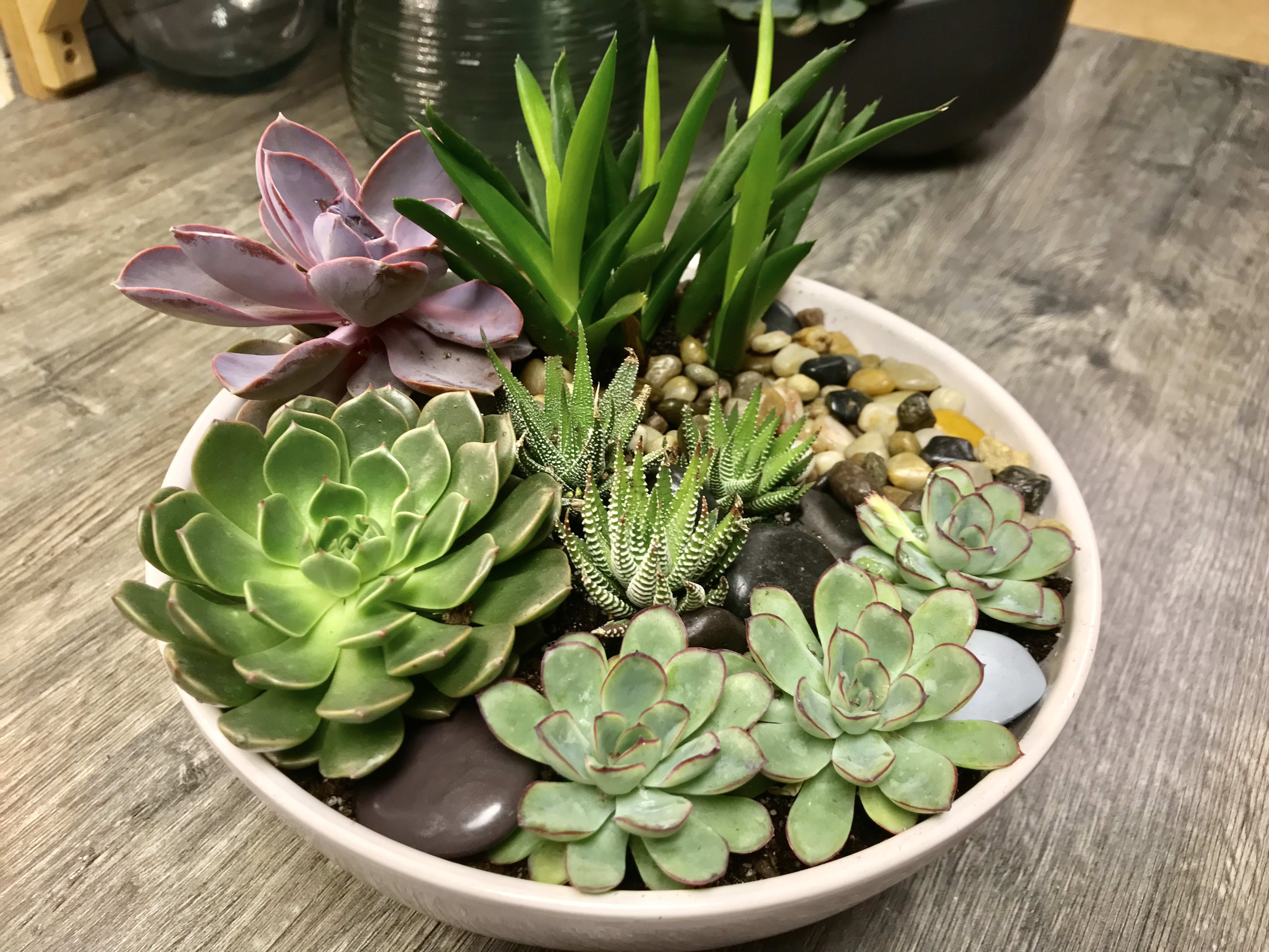 Custom Dish Garden