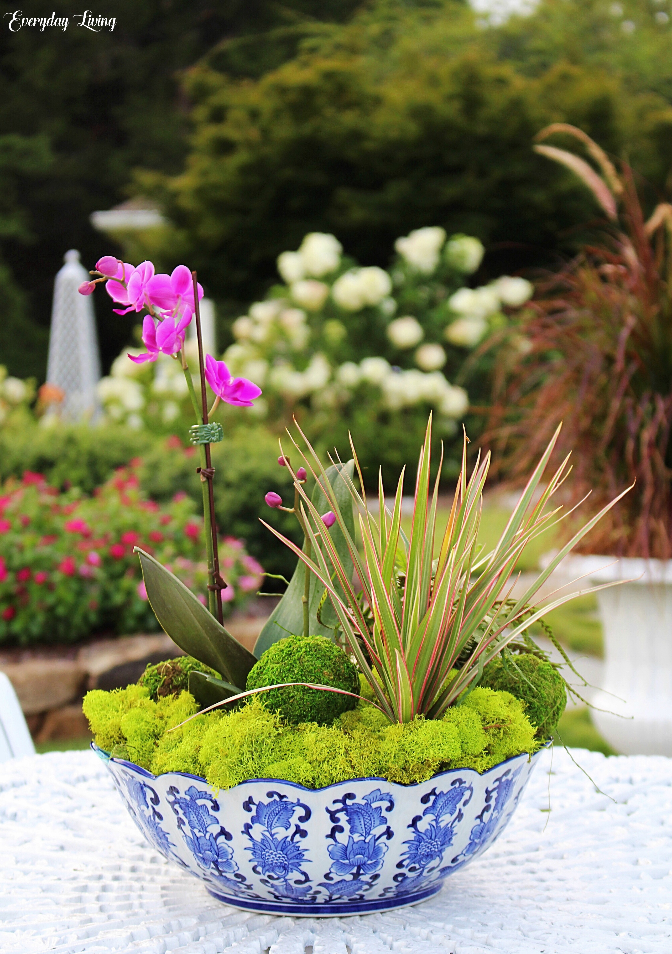 Dish Garden Dish Garden